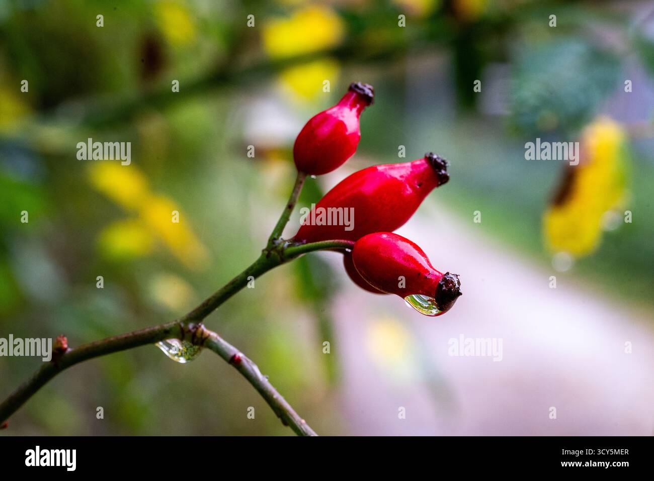 Una macro fotografia di rosa rossa fianchi su un ramo con gocce d'acqua dolce dopo la pioggia. Sfondo naturale con soft bokeh. Ideale per concetti di natura Foto Stock