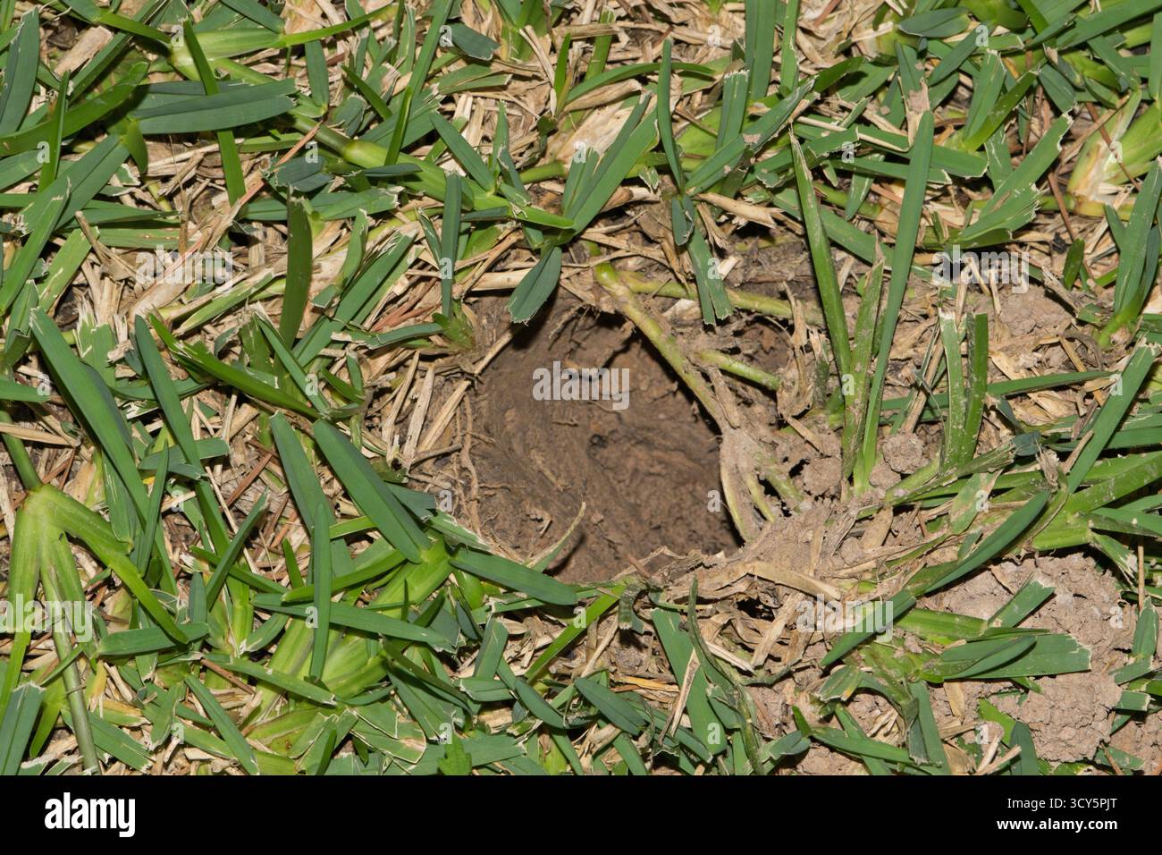 Danni ai fori nell'erba da foraggio di armadillo, cura del prato per il controllo dei parassiti. Foto Stock