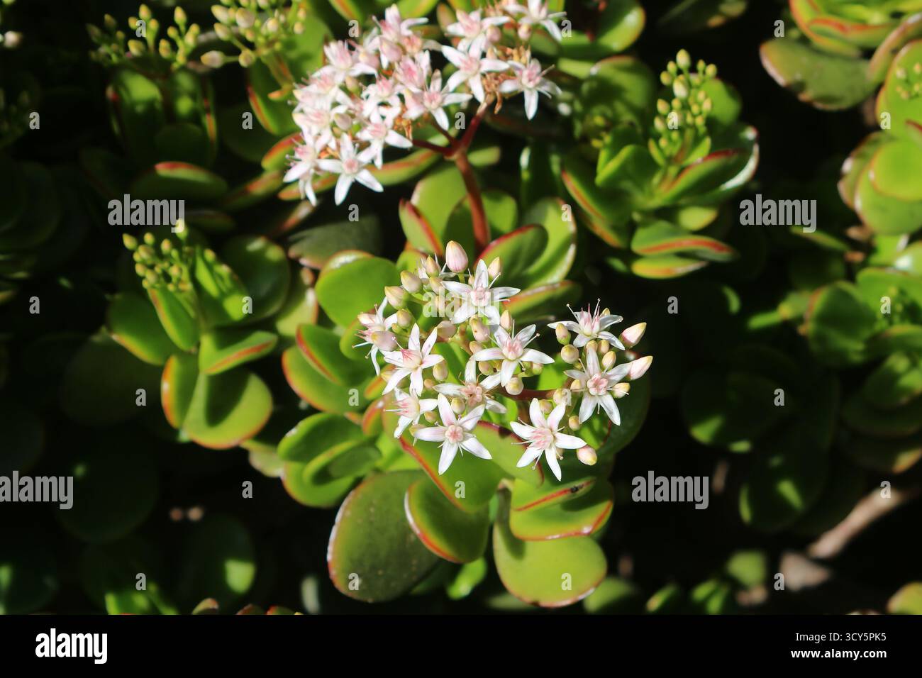 Primo piano sulle fioriture di alberi da soldi chiamati anche piante di giada (Crassula ovata), Tenerife, Spagna Foto Stock