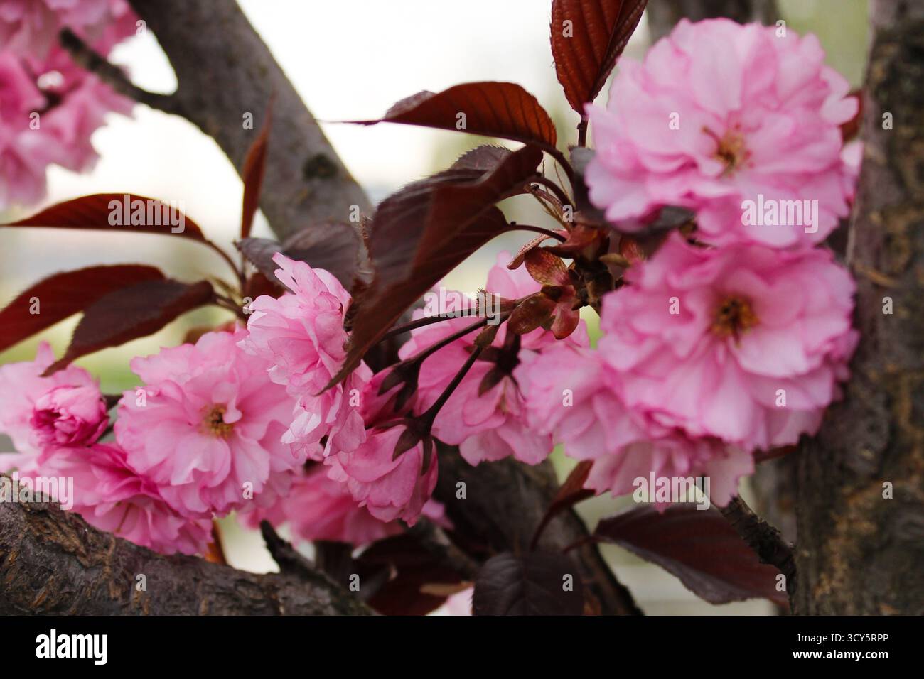 Rami sakura in fiore con delicati petali rosa contro un cielo primaverile luminoso, simboleggiano il rinnovamento e la fugace bellezza Foto Stock