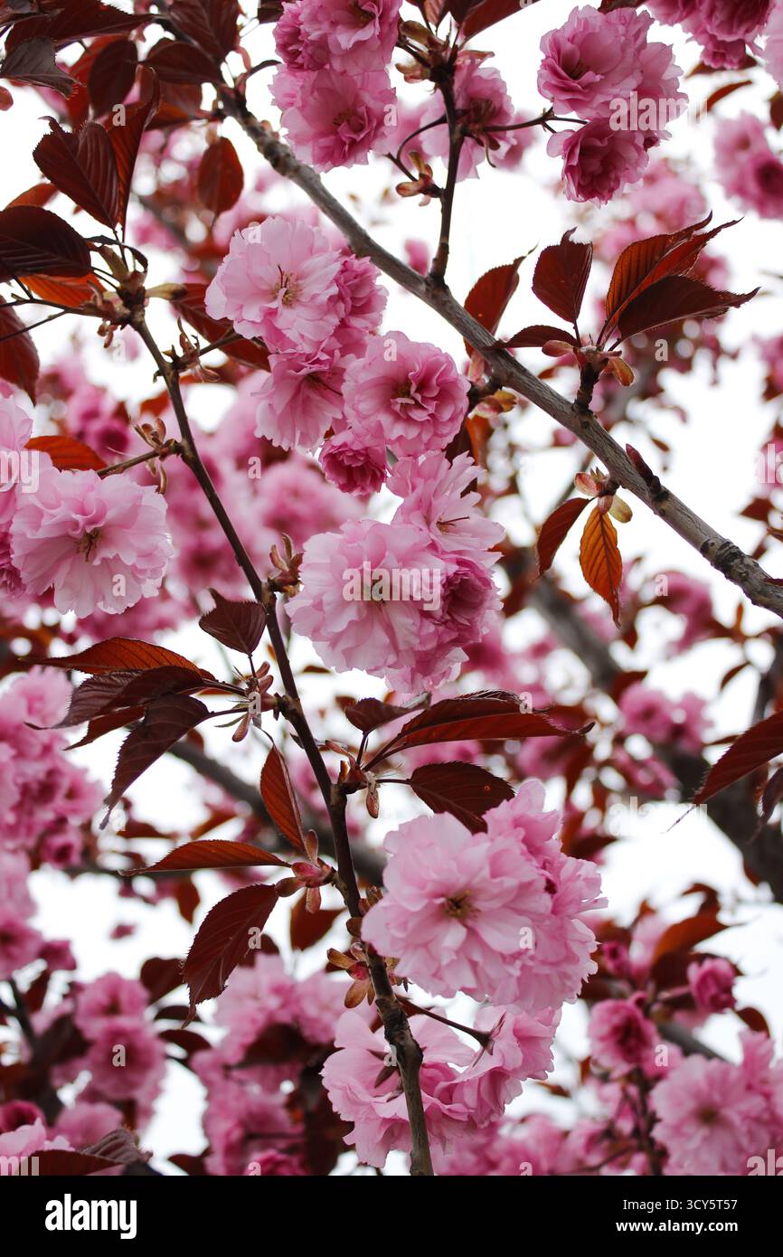 Rami sakura in fiore con delicati petali rosa contro un cielo primaverile luminoso, simboleggiano il rinnovamento e la fugace bellezza Foto Stock