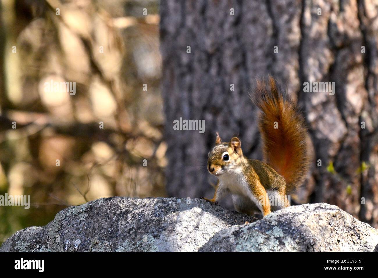 Scoiattolo rosso seduto sulle rocce di fronte al tronco dell'albero. Foto Stock