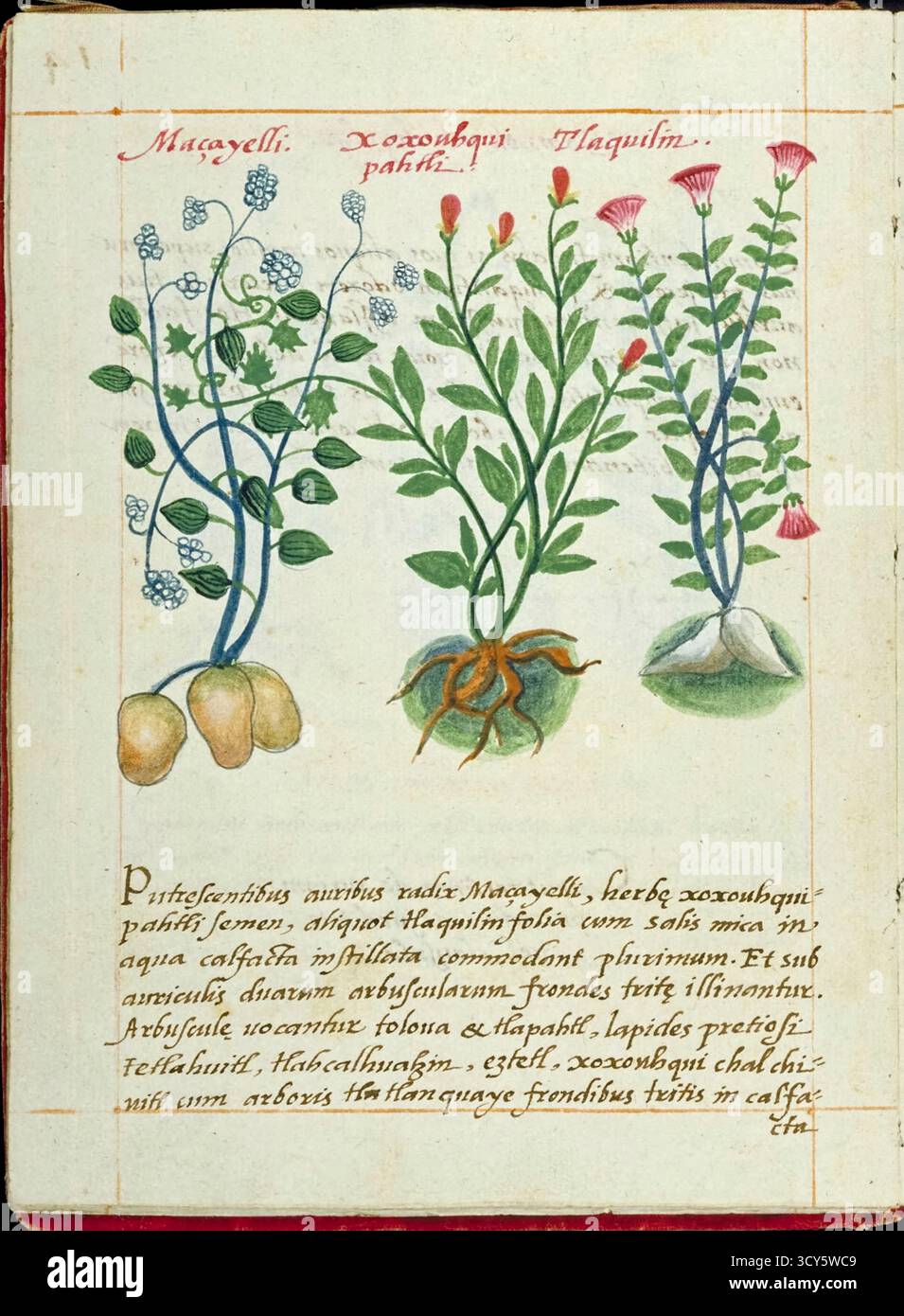 Macayelli, Xoxouhqui pahli, Tlaquilin, 1552 illustrazione botanica di un azteco che mostra tre piante indigene messicane: Macayelli con foglie verdi pallide e tuberi a radice gialla, Xoxouhqui pahli con delicate bacche blu e foglie composte, e Tlaquilin con fiori di tromba rosa e radici a forma di cuore. Dal manoscritto Badianus (Libellus de Medicinalibus Indorum Herbis), completato al Colegio de Santa Cruz de Tlatelolco nel 1552. Foto Stock