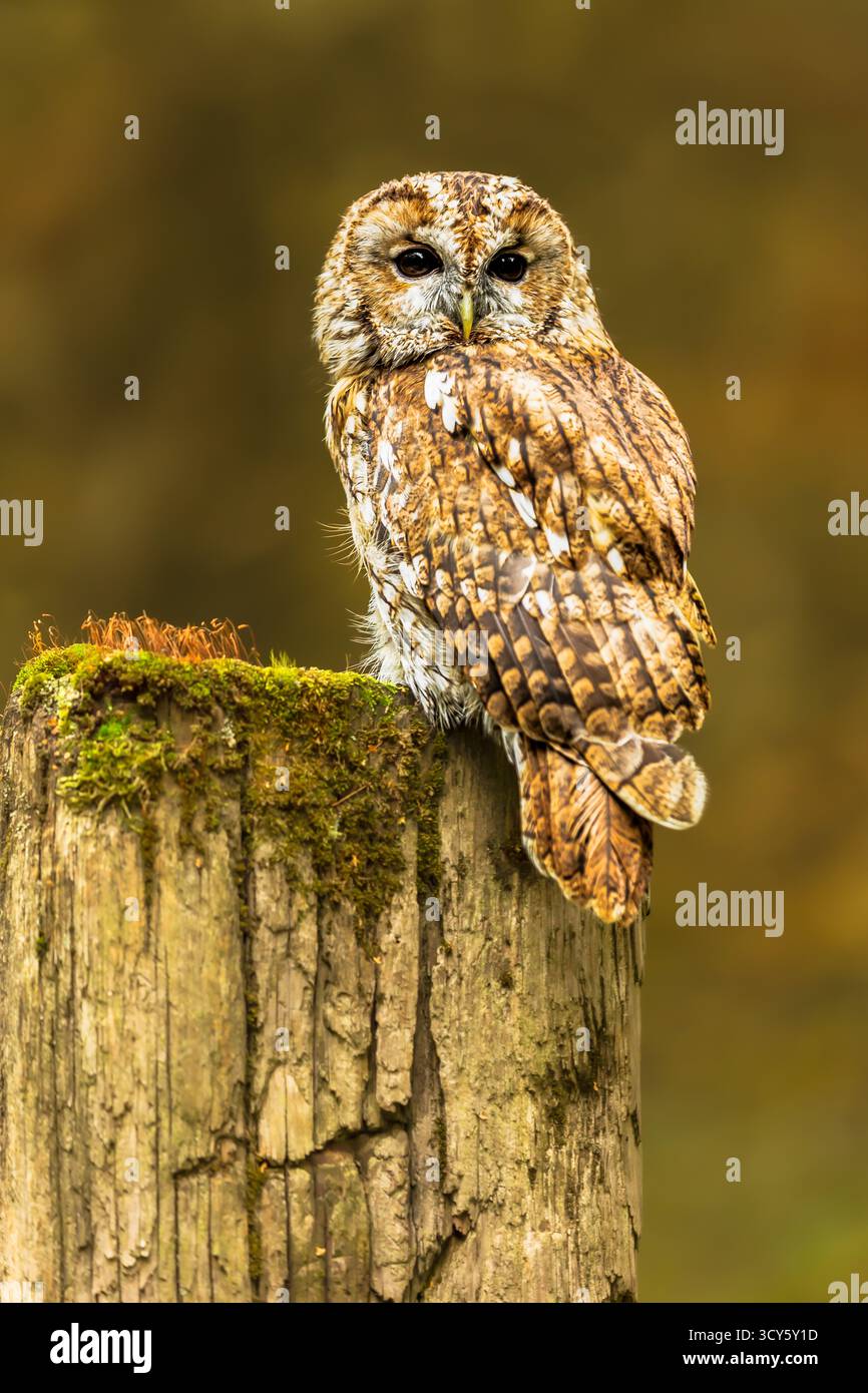 Tawny Owl, nome scientifico: Strix Aluco. Ritratto di un Gufo Tawny, appollaiato su un vecchio palo di recinzione coperto di muschio, rivolto verso la parte anteriore. Primo piano. Verticale. C Foto Stock
