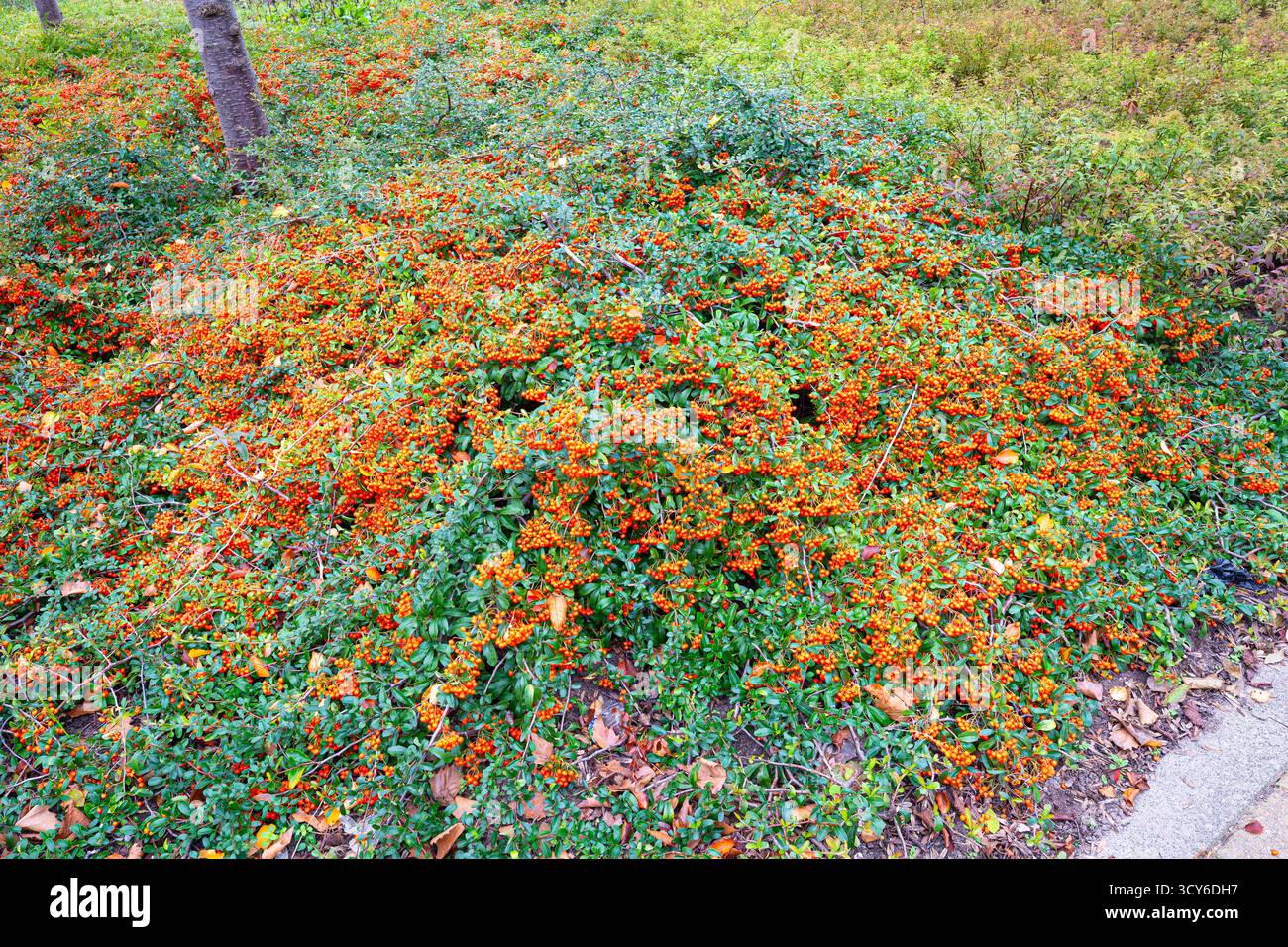 Firethorn o Pyracantha con bacche d'arancia colorate Foto Stock