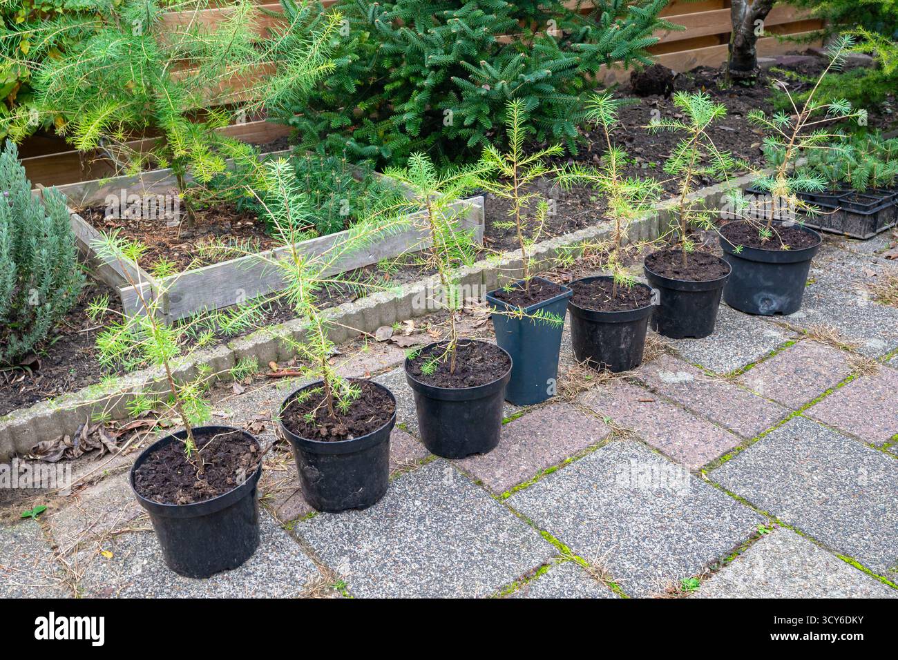 Piantine di larice che crescono in vasi di plastica nera su un sentiero pavimentato del giardino accanto a letti rialzati in legno Foto Stock