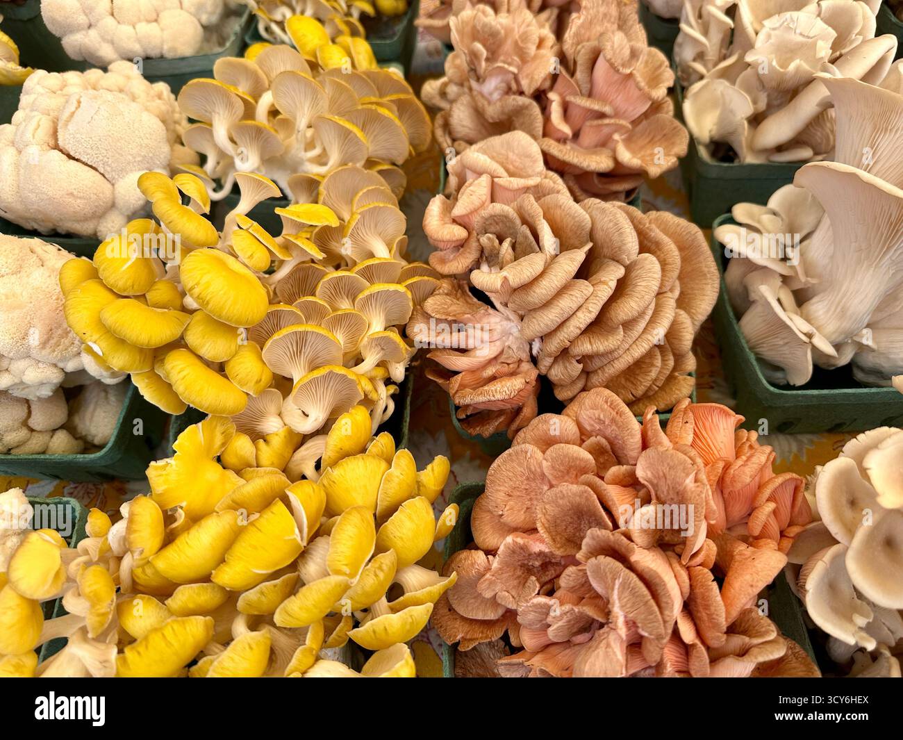 Persone del mercato contadino della Hudson Valley che vendono funghi Foto Stock