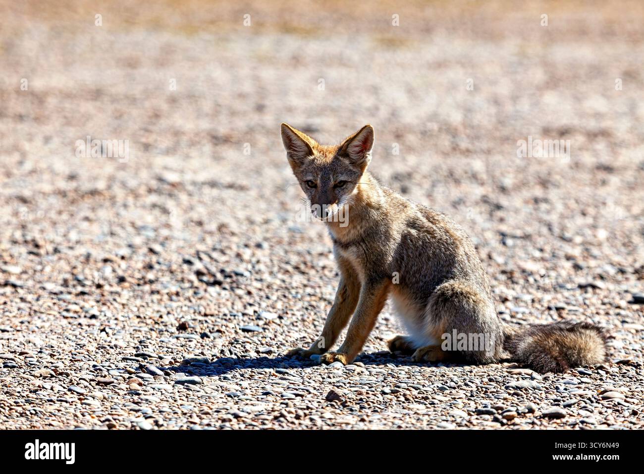 La volpe da combattimento argentina (Lycalopex griseus) Foto Stock