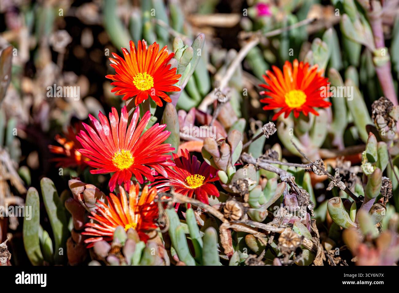 Malephora crocea fiore nel paesaggio della Patagonia Foto Stock