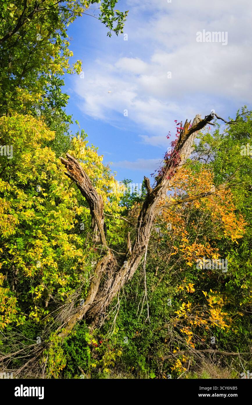 Un albero rotto di falena, mentre l'albero mostra lotta, brilla ancora luminosa nei periodi autunnali. Foto Stock