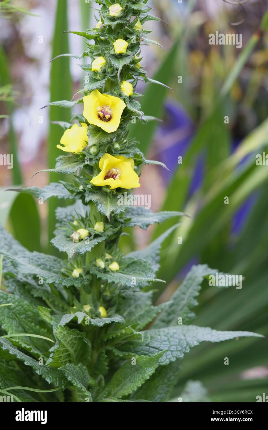 Twiggy Mullein (Verbascum virgatum) punta fiorita con fiori gialli brillanti e fogliame testurizzato, che cresce in un giardino nel Regno Unito. Foto Stock