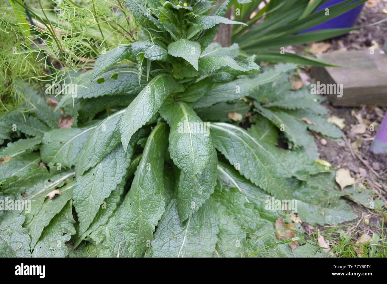 Grande rosetta basale di Twiggy Mullein (Verbascum virgatum) che mostra le sue ampie foglie testurizzate che crescono in un giardino nel Regno Unito. Foto Stock
