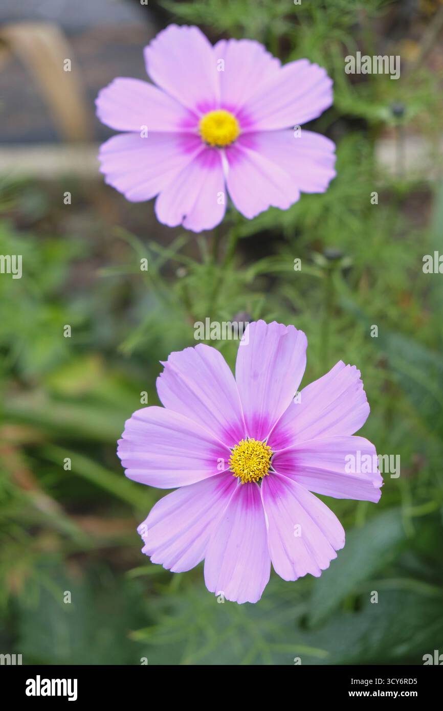 Fiori rosa Cosmos (Cosmos bipinnatus) in fiore, che mostrano i loro petali simili a margherita e i centri gialli in un giardino del Regno Unito Foto Stock