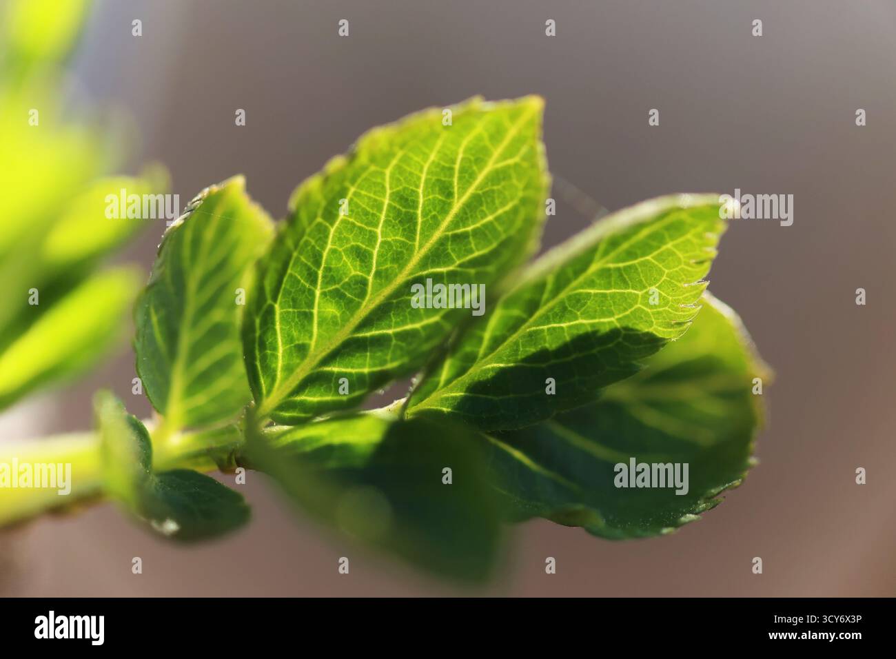 Foto macro di foglie verdi fresche sotto la luce del sole soffusa in primavera Foto Stock