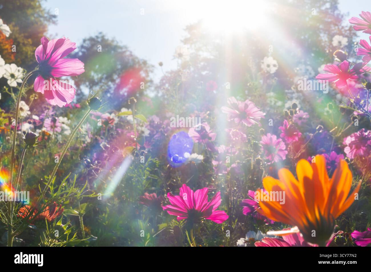 Fiori colorati misti in un campo fotografato contro la luce, raggi di luce creano un bellissimo effetto colore Foto Stock
