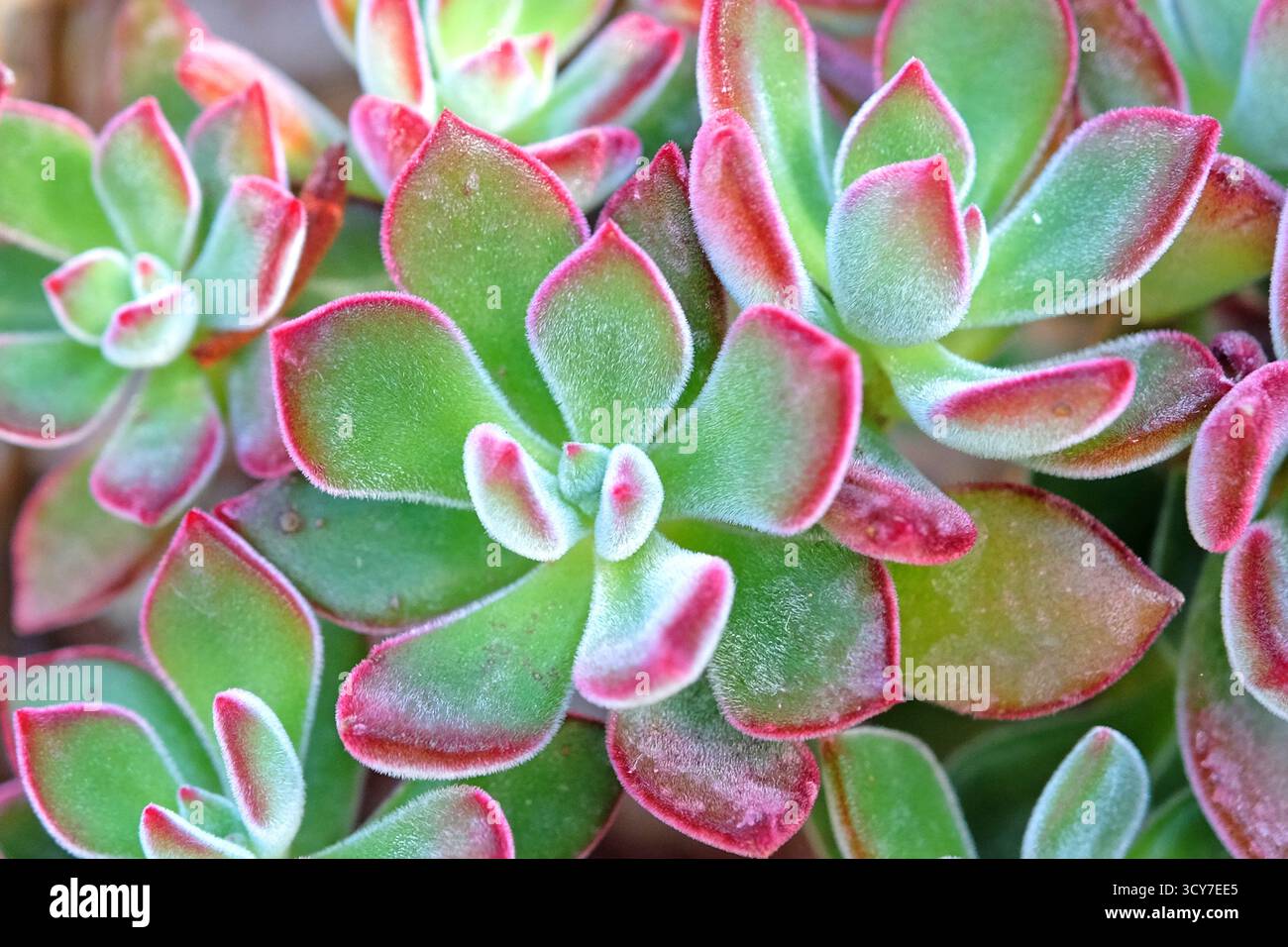 Echeveria pulvinata «devozione» verde e rossa succulenta. Foto Stock