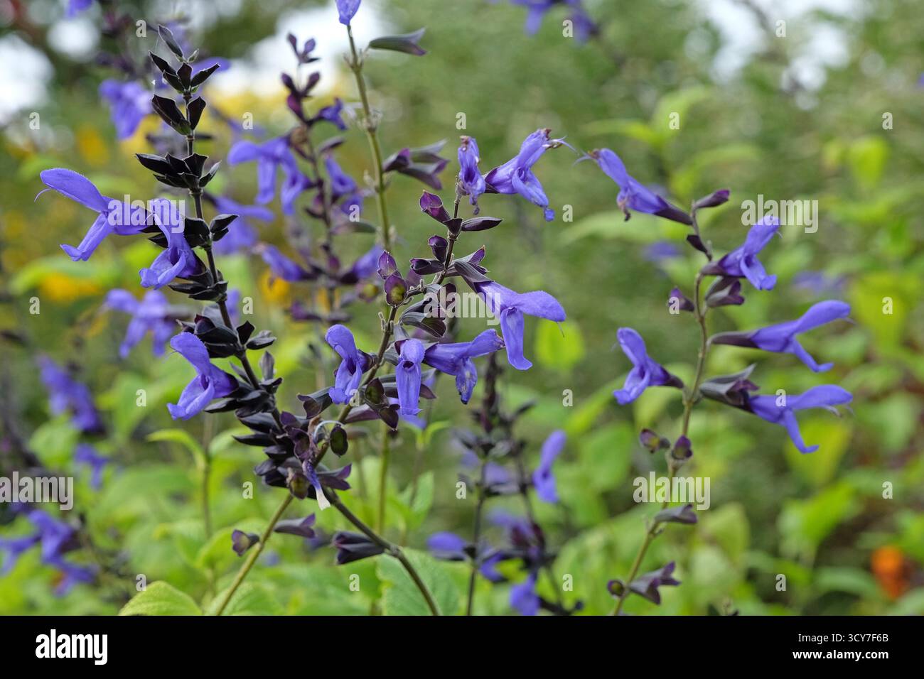 Salvia salvia «carine’s Amazing Blue» in fiore. Foto Stock