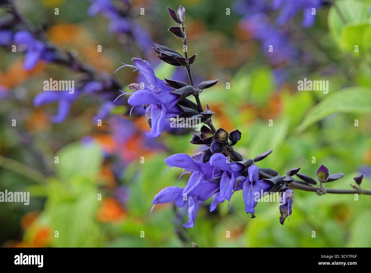 Salvia salvia «carine’s Amazing Blue» in fiore. Foto Stock