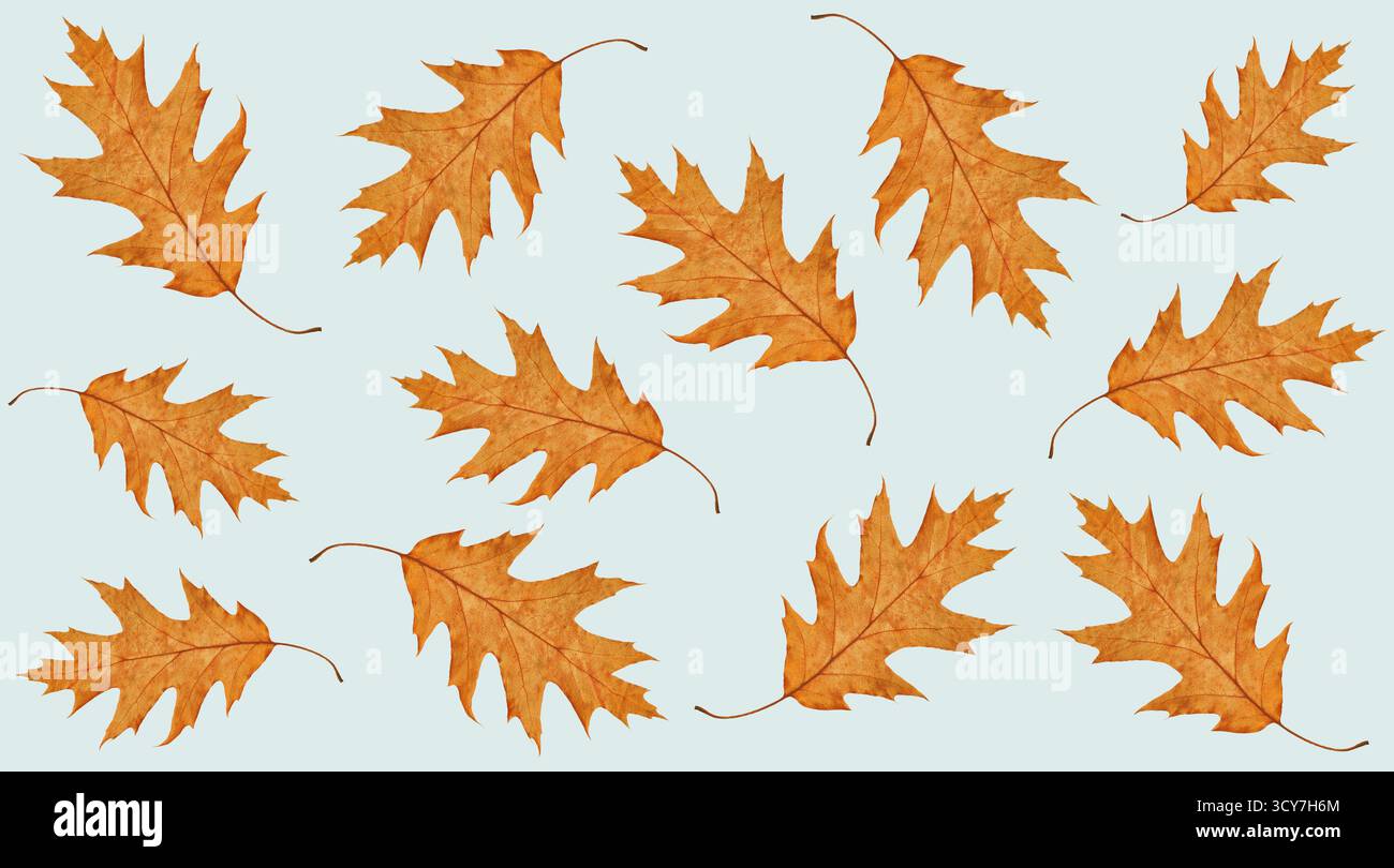 Carta da parati autunnale, foglie di quercia senza cuciture. Motivo isolato in foglia di quercia rossa essiccata. Sfondo stagionale, carta da parati vegetale, motivo in tessuto Foto Stock