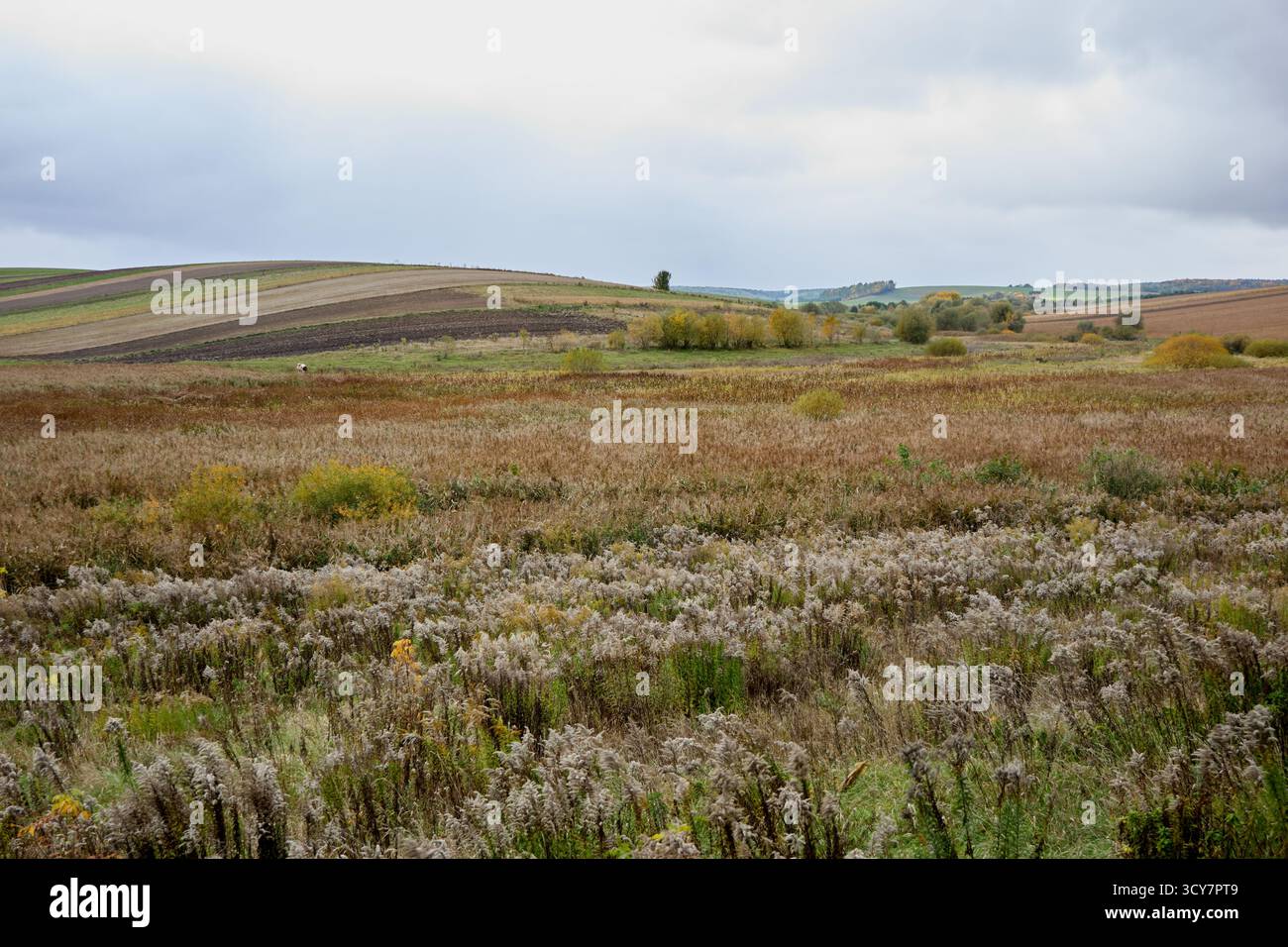 Paesaggio coperto di giorno caratterizzato da un campo di erba alta in primo piano e colline ondulate e alberi sullo sfondo. Foto Stock
