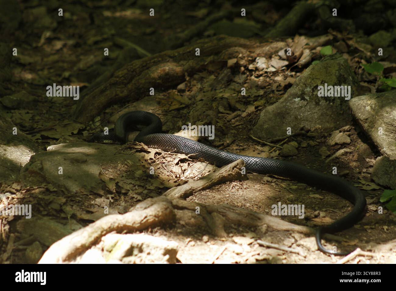 Grande serpente che si muove a terra nelle Blue Ridge Mountains, Virginia, USA Foto Stock