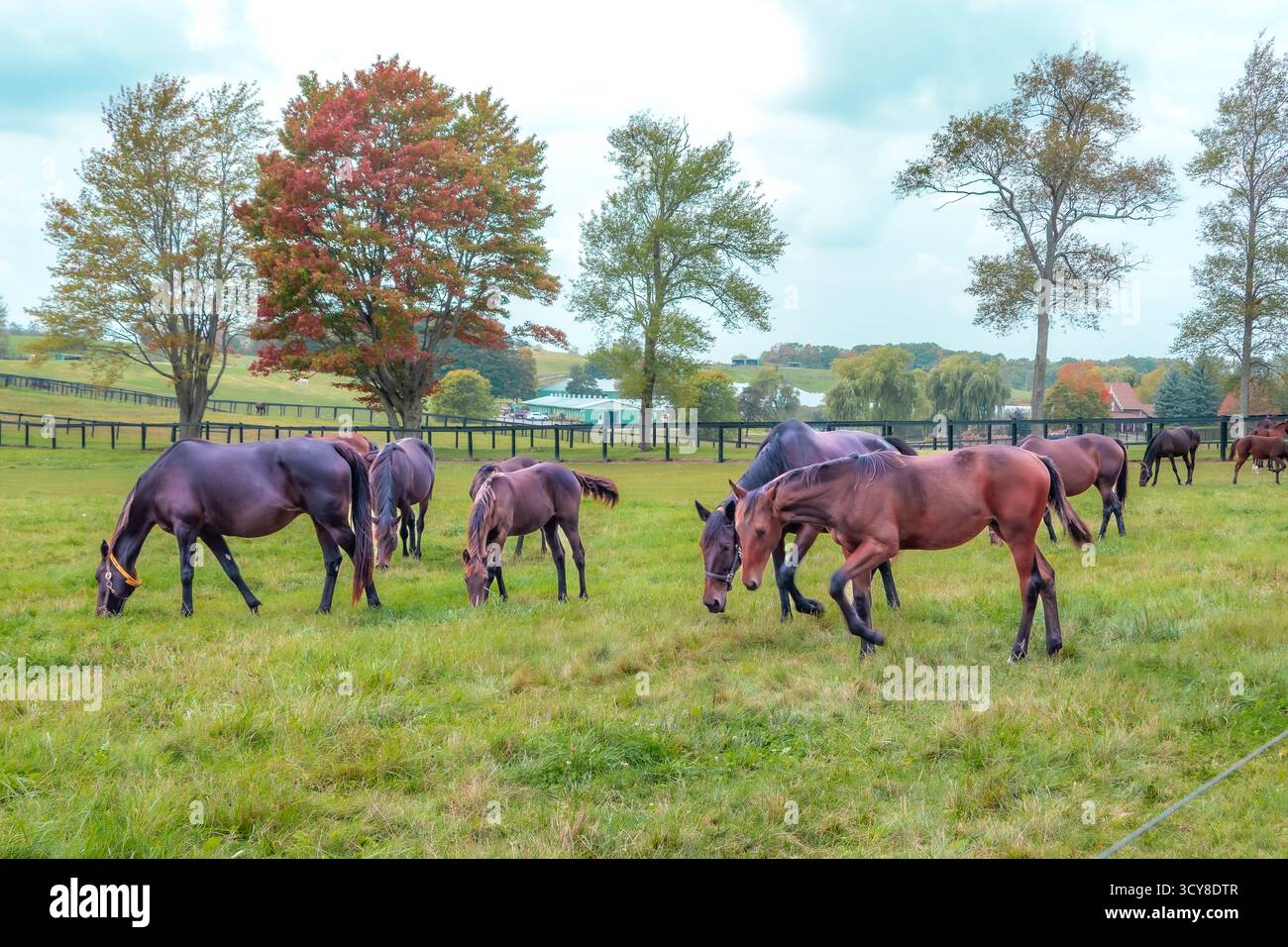 Cavalli marrone lucidi pascolano in un lussureggiante campo verde, incorniciato da vibranti alberi autunnali. Port Perry, Ontario, Canada, momenti di tranquillità in campagna. Foto Stock