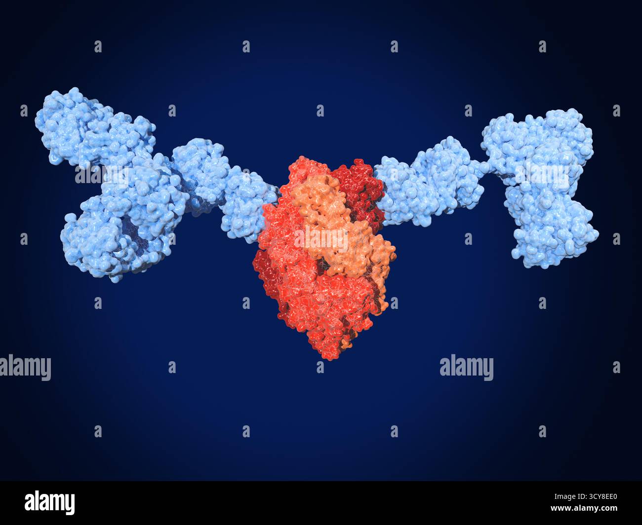 Illustrazione di anticorpi monoclonali neutralizzanti (azzurro) che si legano alla proteina F di prefusione (rosso e arancione) del virus respiratorio sinciziale (VRS). Il legame dell'anticorpo alla proteina RSV F impedisce che le particelle virali si legino alla superficie delle cellule umane. Questo è un trattamento per RSV, che è una delle principali cause di malattie respiratorie negli esseri umani. Foto Stock