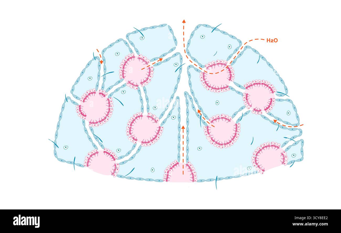 Illustrazione del disegno leuconoide delle spugne (phylum Porifera), il più complesso piano corporeo trovato in questo gruppo. L'acqua entra attraverso i pori dermici in canali incurvati, passa in camere flagellate fiancheggiate da choanociti per l'alimentazione dei filtri e poi si sposta attraverso i canali esogeni fino all'osculum. Foto Stock