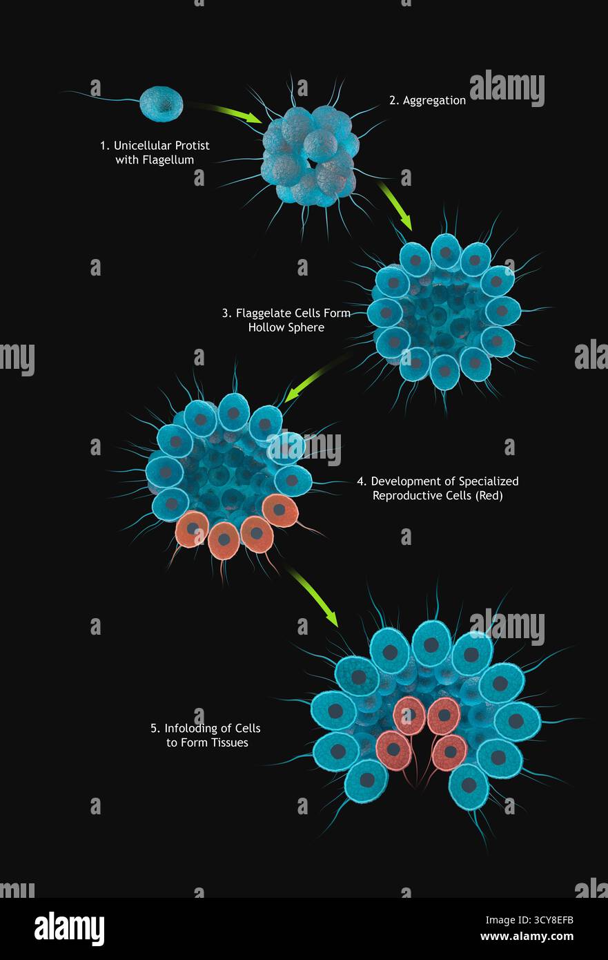 Ipotesi coloniale flagellata, illustrazione. Questa teoria ipotizza che gli organismi multicellulari si siano evoluti da un protista flagellato (organismo monocellulare con un'appendice simile a un pelo) che formava un aggregato, o colonia, che si è sviluppato in una sfera cava. Le cellule all'interno della sfera si specializzavano, ad esempio come cellule riproduttive, e si ripiegavano su se stesse per formare tessuti. Per una versione di questa immagine senza testo vedere F046/0043. Foto Stock