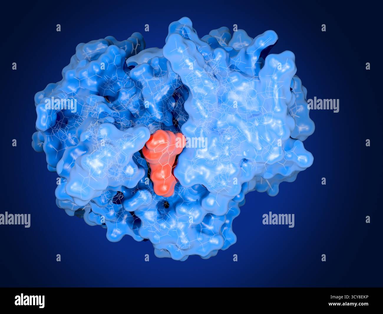 Illustrazione dell'enzima batterico New Delhi metallo-beta-lattamasi-1 (NDM-1, blu) legato al flavonoide morin (rosso). L'NDM-1 è un enzima zinco-dipendente prodotto da alcuni batteri che scompone gli antibiotici beta-lattasi, comprese penicilline e carbapenemi, rendendoli inefficaci. La diffusione di batteri che producono NDM-1 rappresenta una grave minaccia per la salute globale a causa della loro resistenza multifarmaco. Morin è un flavonoide derivato dalle piante che è stato dimostrato di inibire l'attività dell'NDM-1 legandosi al suo sito attivo ed è quindi un potenziale composto per ripristinare l'efficacia degli antibiotici. Foto Stock
