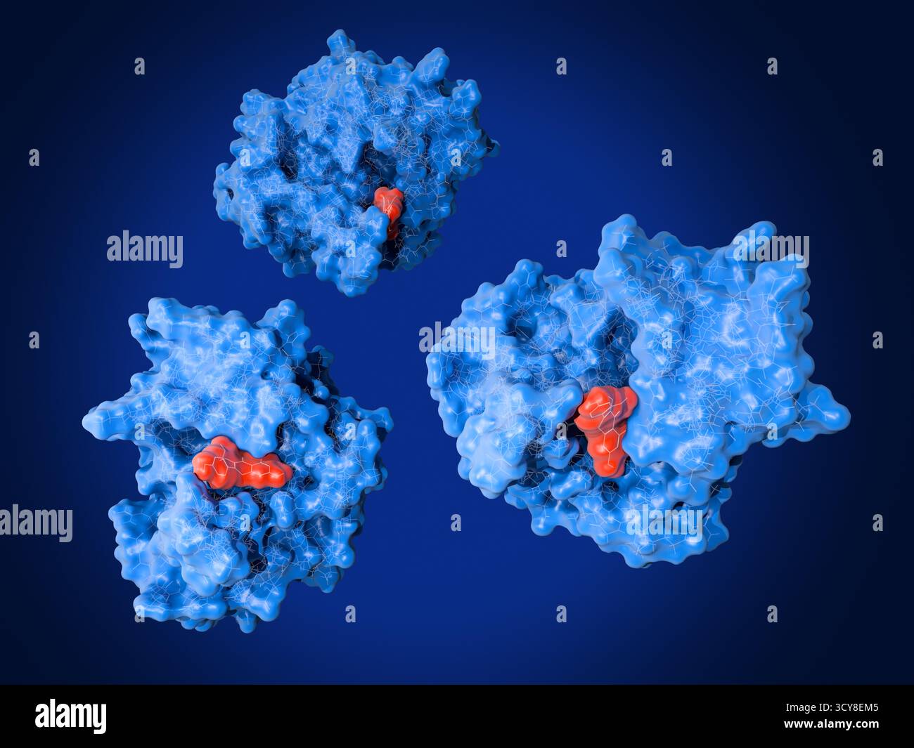 Illustrazione dell'enzima batterico New Delhi metallo-beta-lattamasi-1 (NDM-1, blu) legato alla morina flavonoide (rosso). L'NDM-1 è un enzima zinco-dipendente prodotto da alcuni batteri che scompone gli antibiotici beta-lattasi, comprese penicilline e carbapenemi, rendendoli inefficaci. La diffusione di batteri che producono NDM-1 rappresenta una grave minaccia per la salute globale a causa della loro resistenza multifarmaco. Morin è un flavonoide derivato dalle piante che è stato dimostrato di inibire l'attività dell'NDM-1 legandosi al suo sito attivo ed è quindi un potenziale composto per ripristinare l'efficacia degli antibiotici. Foto Stock