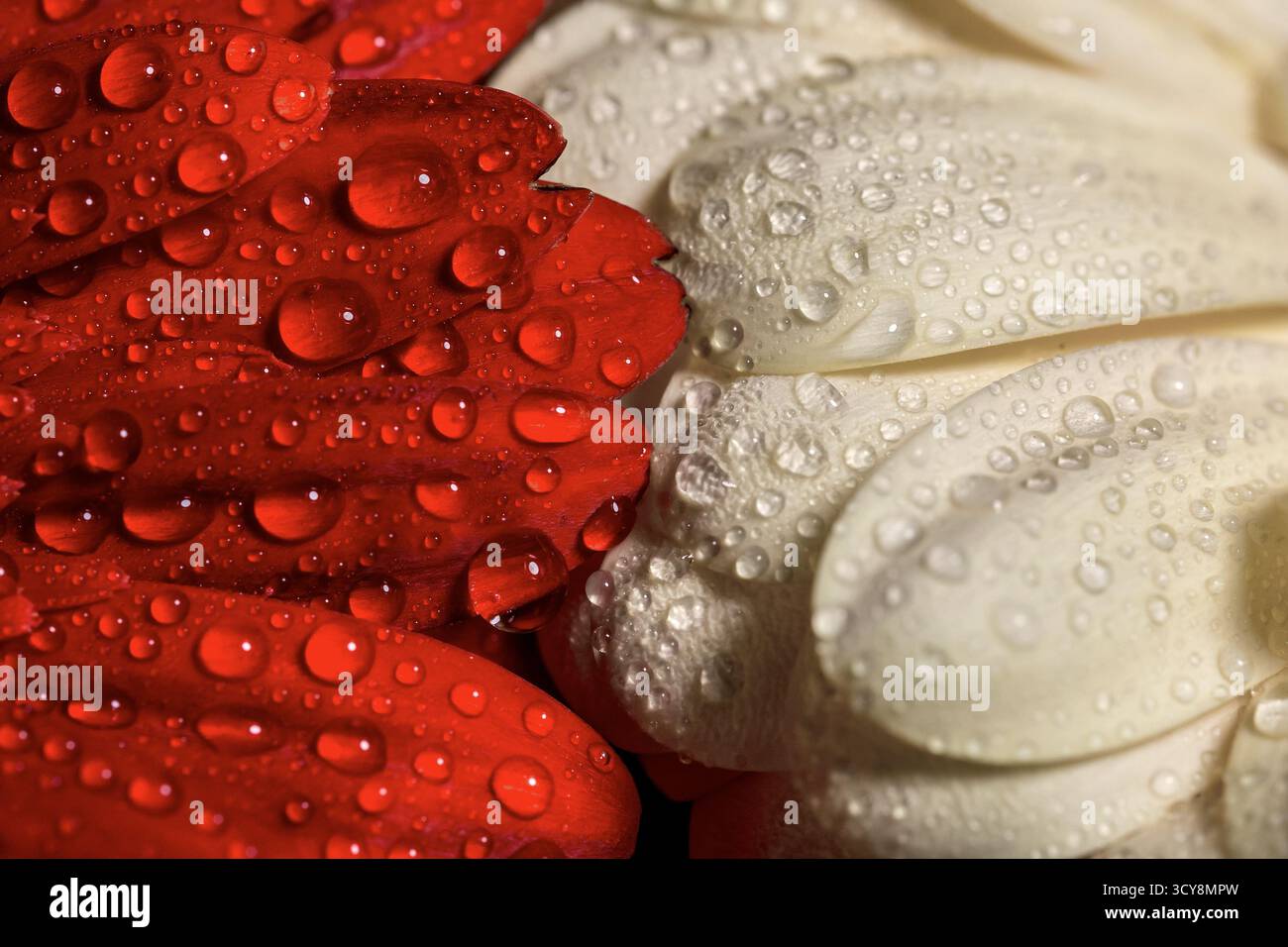 Primo piano di petali rossi e bianchi coperti da gocce d'acqua. Texture e contrasto esaltano l'eleganza floreale. Foto Stock
