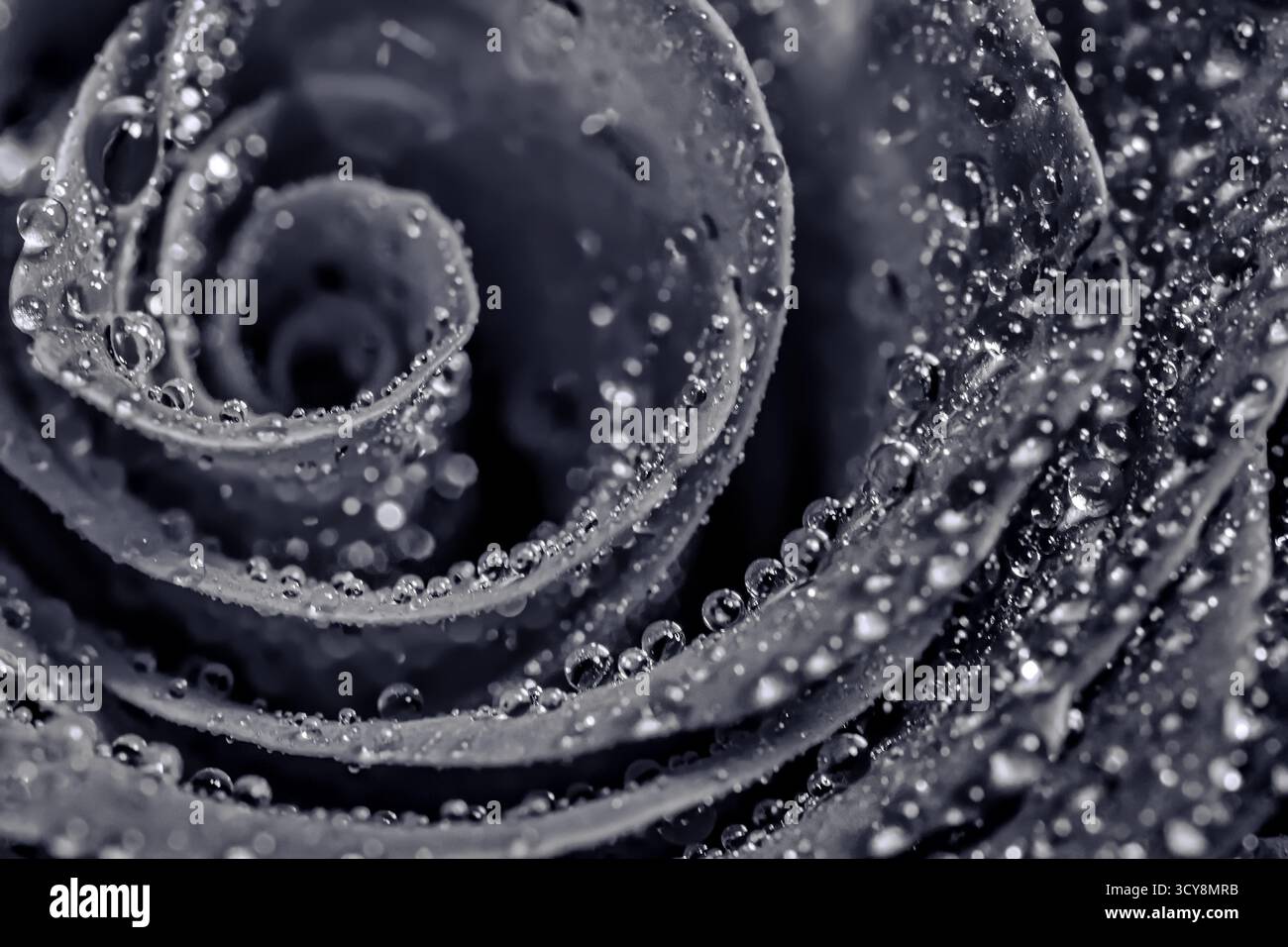 Rosa in scala di grigi ricoperta di goccioline d'acqua. Tonalità monocromatiche e petali arricciati evocano eleganza e profondità emotiva. Foto Stock