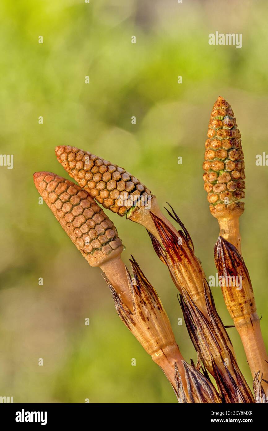 Macro di steli di coda di cavallo con strobili conici. Antica struttura vegetale e struttura esagonale evocano un patrimonio botanico. Foto Stock