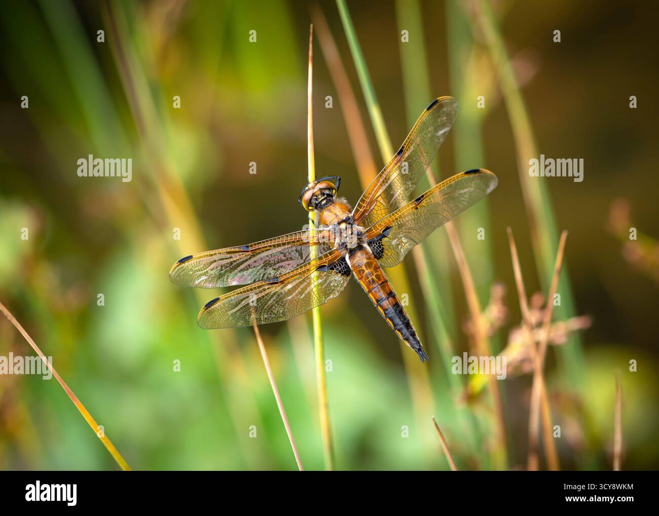 Macro di una libellula appena emersa che asciuga le ali. Foto Stock