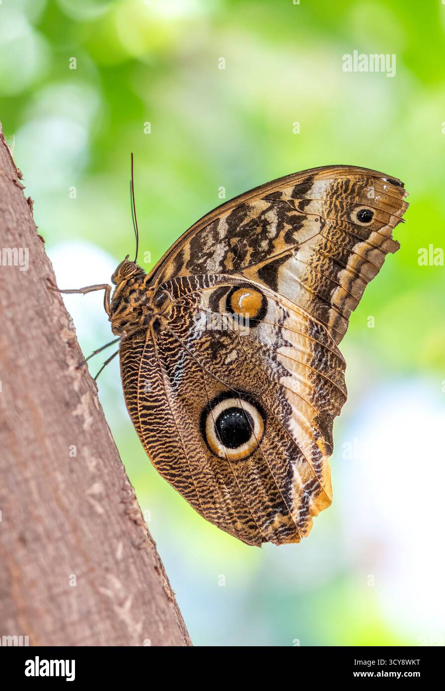 Macro di una farfalla di Gufo gigante (Caligo eurilochus) appoggiata su un ramo. Vista laterale. Foto Stock