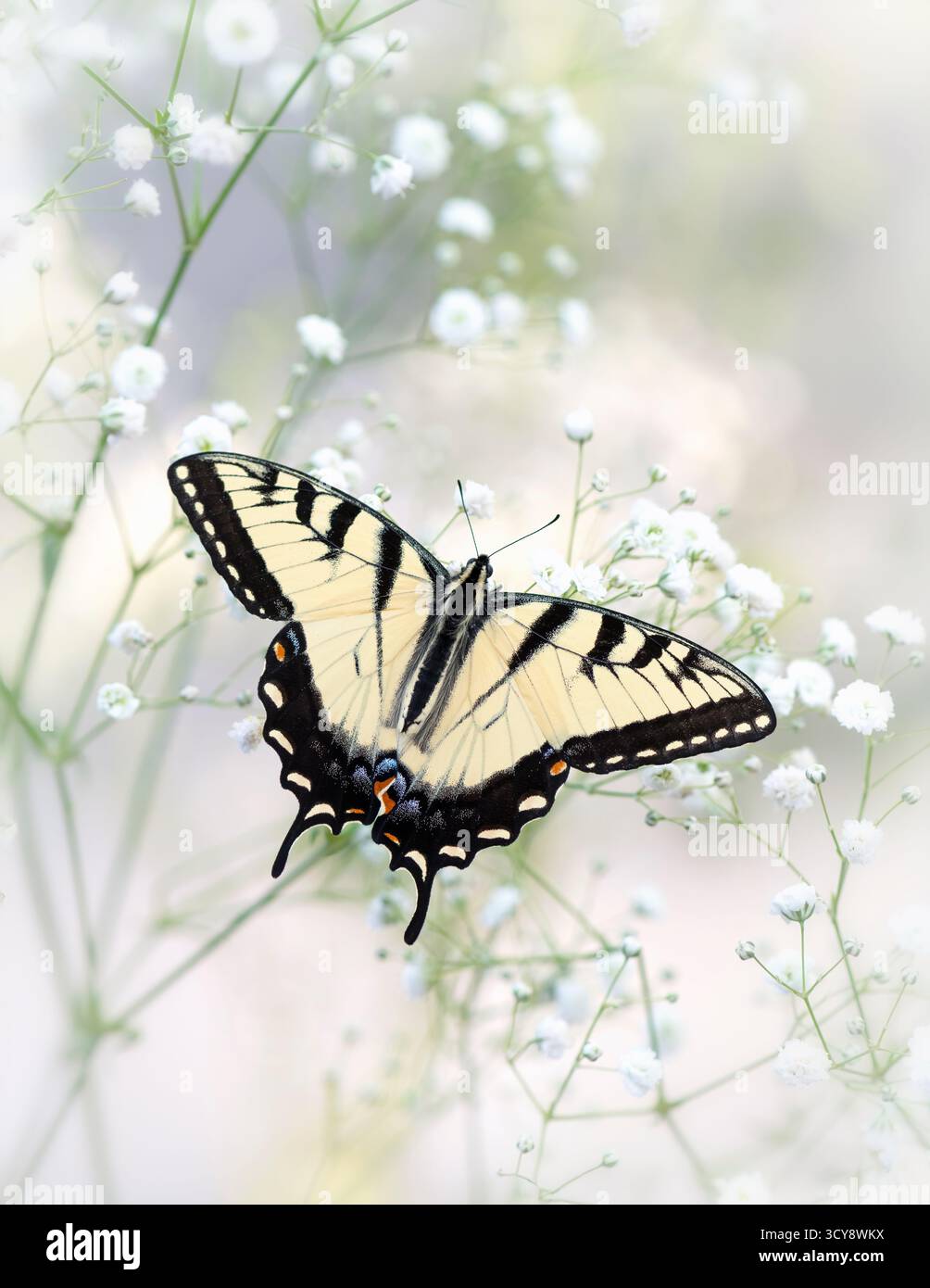 Macro di una farfalla di tigre orientale (papilio glaucus) che riposa sui fiori del fiato del bambino (gypsophila). Foto Stock