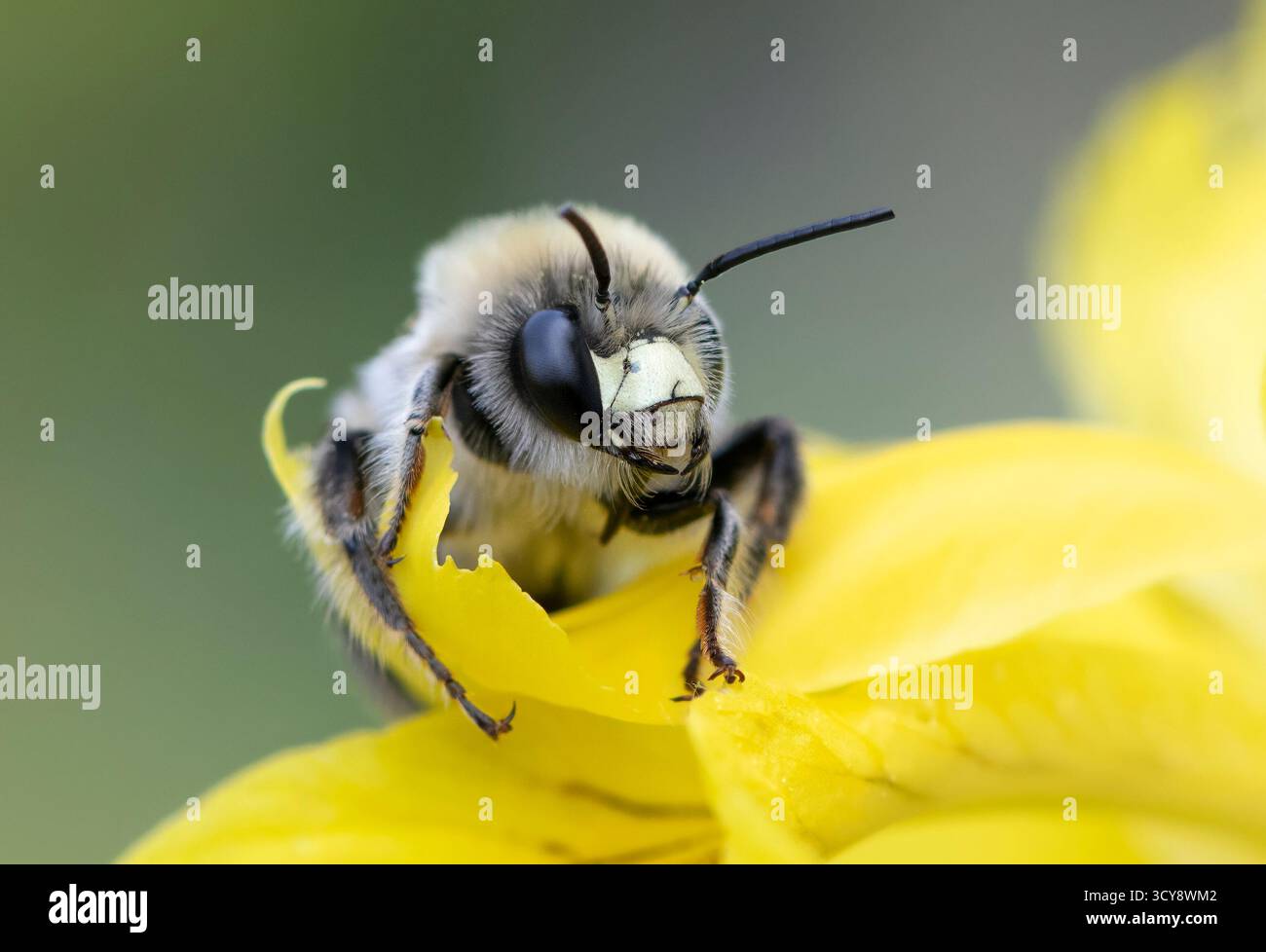 Macro di un'ape da scavo (Habropoda cineraria) su un fiore d'Iris d'acqua gialla. Foto Stock