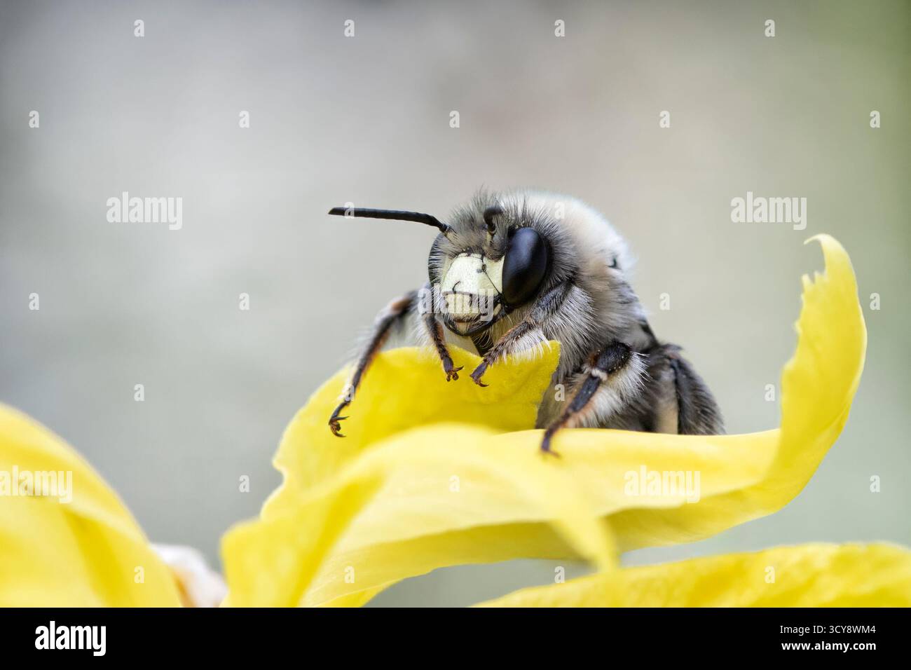 Macro di un'ape da scavo (Habropoda cineraria) su un fiore d'Iris d'acqua gialla. Foto Stock
