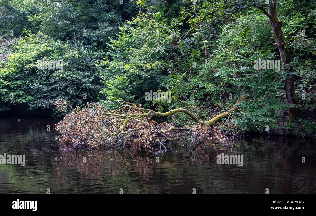 Alberi caduti che riposano in acque calme del canale circondati da una fitta vegetazione Foto Stock