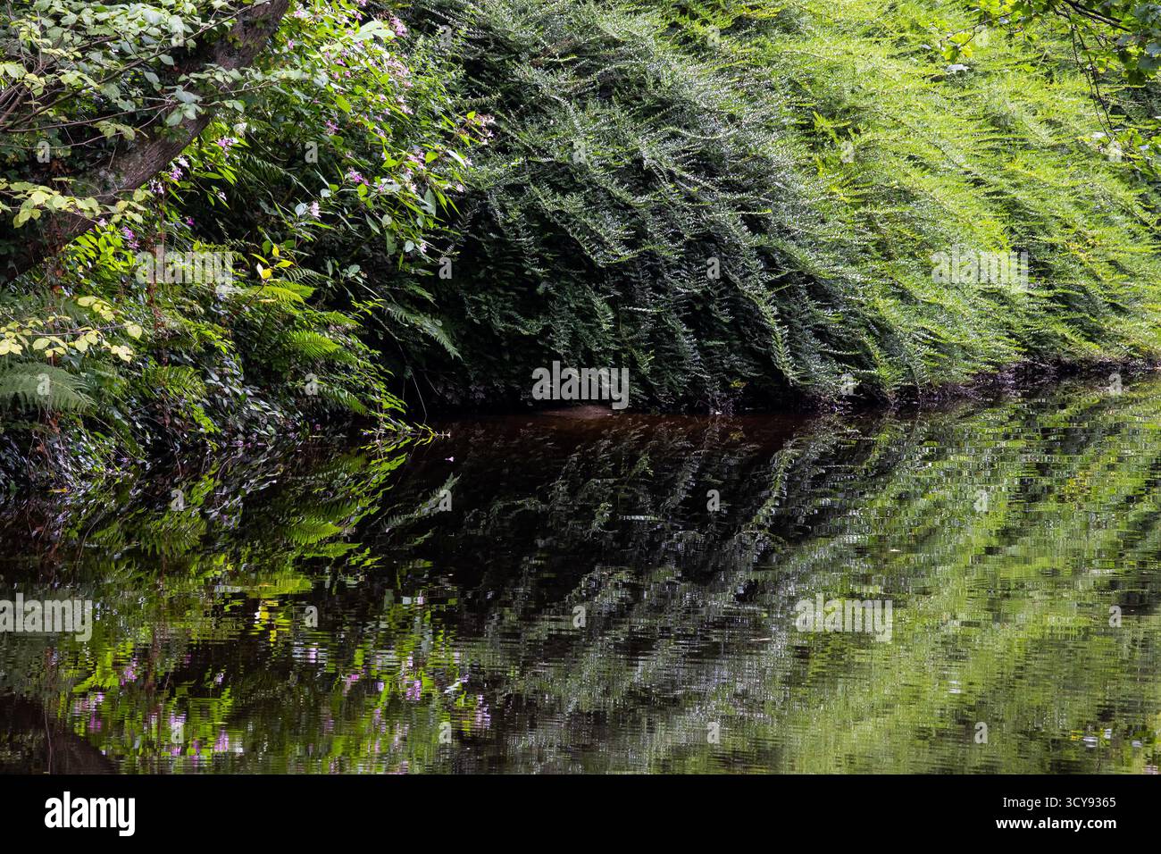 Sponda del canale ricoperta di vegetazione riflessa in acque calme Foto Stock