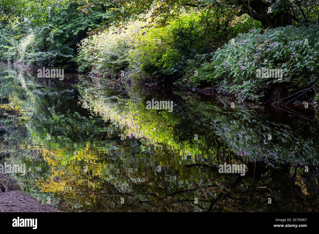 Foglie verdi e gialle vivide riflesse nelle acque calme del canale Foto Stock