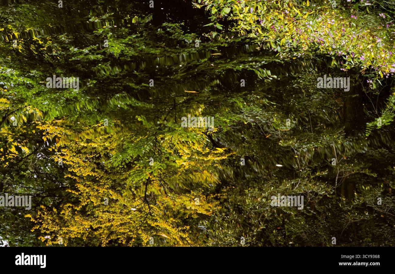 Riflesso astratto di foglie e rami autunnali sull'acqua ferma Foto Stock