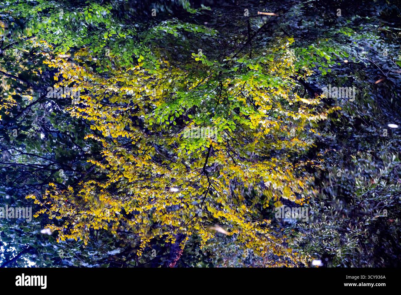 olose foglie autunnali di un albero che si riflettono sulla superficie calma dell'acqua Foto Stock