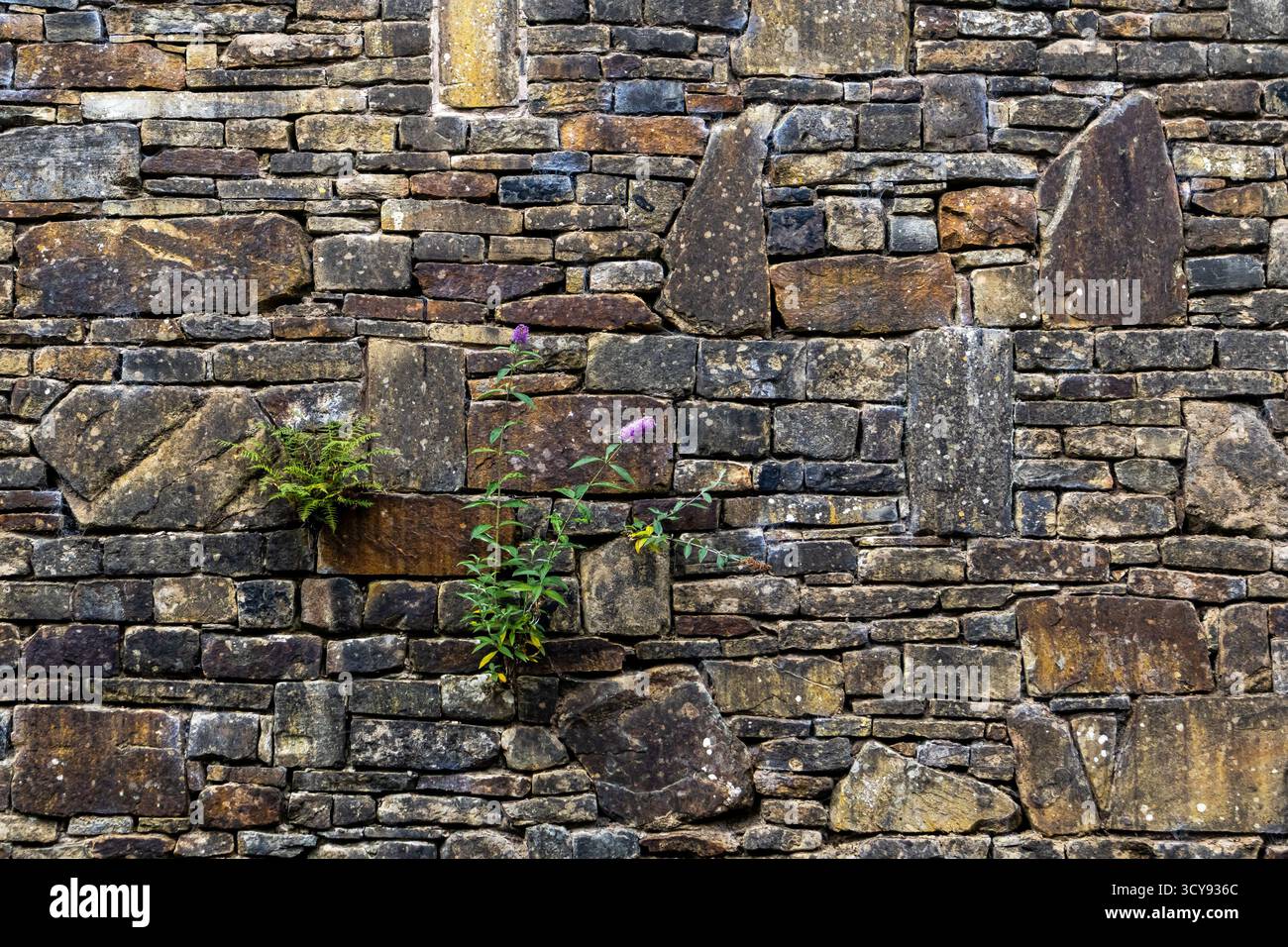 Muro di pietra con piante selvatiche che crescono dalle fessure Foto Stock