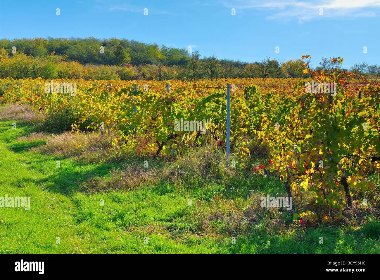Vigneti minis-Maderat in Romania, vicino ad Arad Foto Stock
