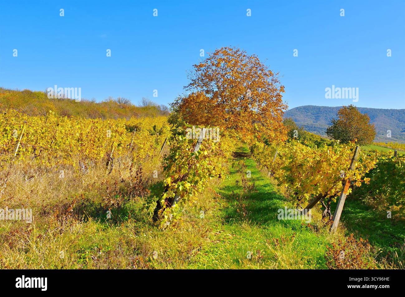 Vigneti minis-Maderat in Romania, vicino ad Arad Foto Stock