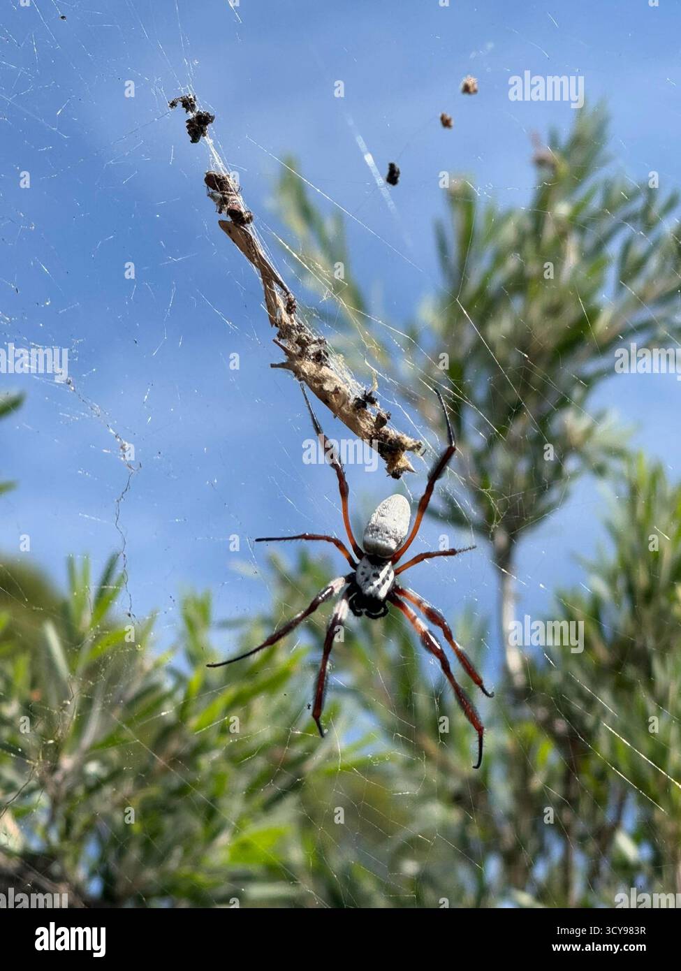 Un primo piano di un ragno appoggiato sulla sua rete, sospeso tra piante verdi sotto un cielo azzurro. - Immagine stock catturata con smartphone