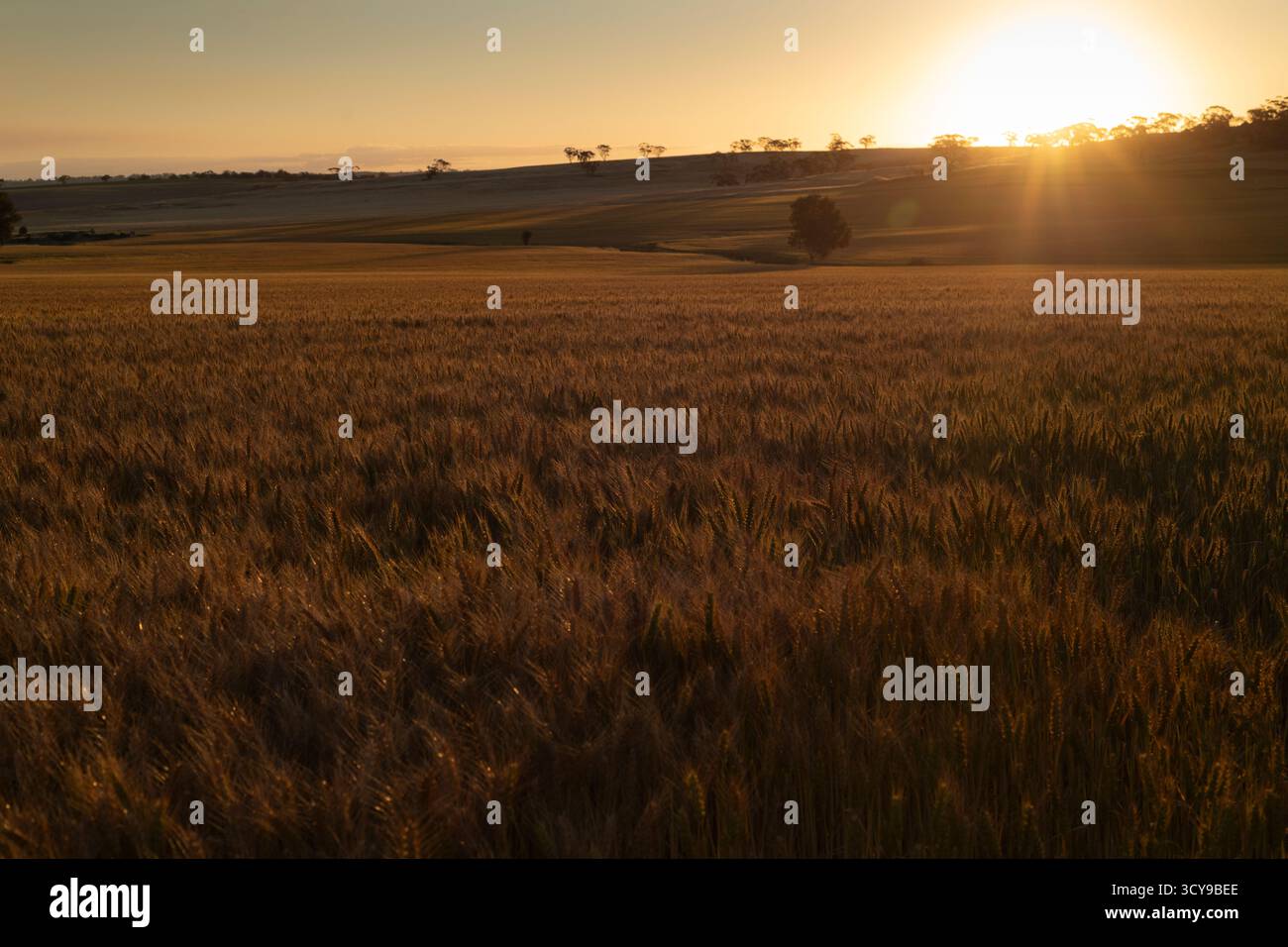 Tramonto su un raccolto di grano pronto per il raccolto. Foto Stock