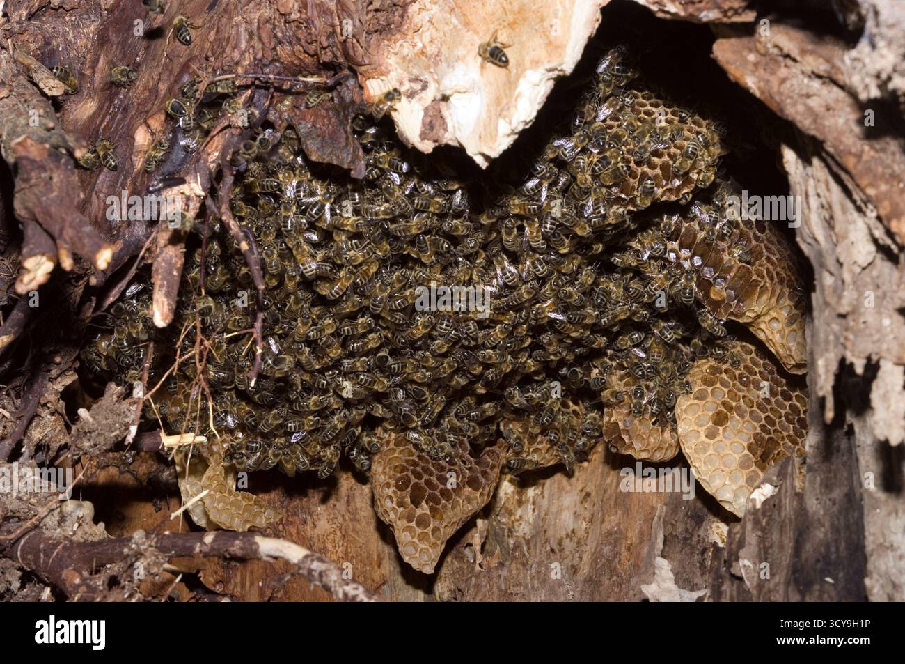 Natural Honey Bee Hive Foto Stock